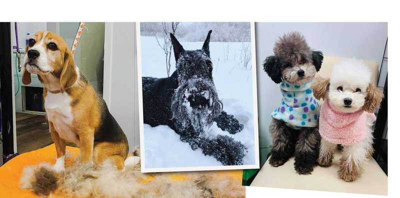 Beagle, scottish terrier, and shih tzu dogs getting haircuts Beagle, scottish terrier, and shih tzu dogs getting haircuts