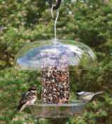 Two birds on a bird feeder in summer Two birds on a bird feeder in summer