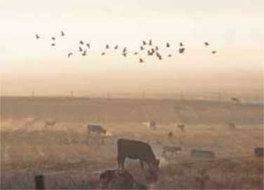 Wetlands with cows grazing and birds flying