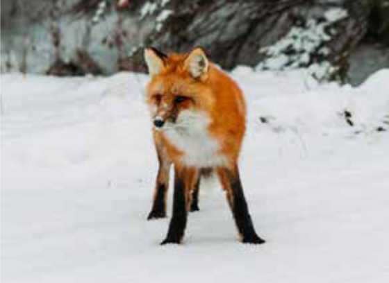 Fox in Snow Fox in Snow