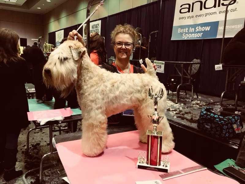 Groomed soft coated wheaten terrier Groomed soft coated wheaten terrier