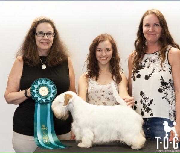 Dog grooming team with award ribbon and Sealyham Terrier Dog grooming team with award ribbon and Sealyham Terrier