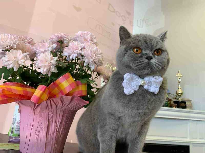 British shorthair cat perched on counter top