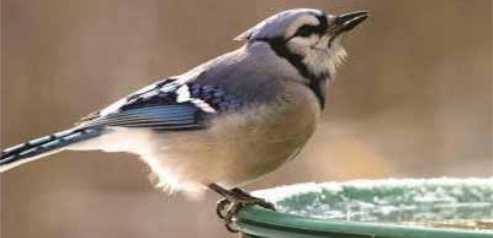 Bluejay perched on a water feeder Bluejay perched on a water feeder