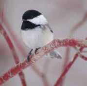 Bird perched on a red branch in winter Bird perched on a red branch in winter
